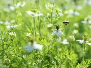 Eine Biene fliegt eine Schwarzkümmel-Blüte an.