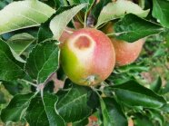 Apfel am Baum hängend.