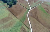 Luftbild eines Maisfeldes mit Trockenschäden