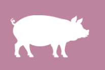 Zeichnung eines Schweins