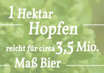 Zahl des Monats 05/2022: "1 Hektar Hopfen reicht für circa 3,5 Mio. Maß Bier."