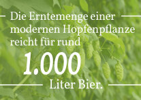 Grafik: Die Erntemenge einer modernen Hopfenpflanze reicht für rund 1.000 Liter Bier.