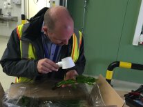 Person untersucht mit einer Lupe Pflanzenteile in einem Karton 