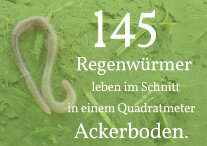 Grafik mit Schrifzug: 145 Regenwürmer leben im Schnitt in einem Quadratmeter Ackerboden.