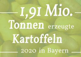 Kartoffeln mit dem Schriftzug 1,91 Mio. Tonnen erzeugte Kartoffeln 2020 in Bayern