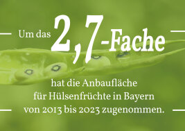Grafik: Um das 2,7-Fache hat die Anbaufläche für Hülsenfrüchte in Bayern von 2013 bis 2023 zugenommen.