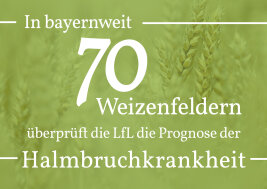In bayernweit 70 Weizenfeldern überprüft die LfL die Prognose der Halmbruchkrankheiten.