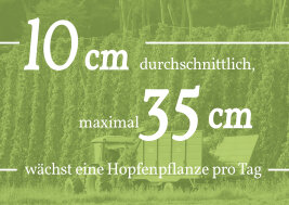 10 cm durchschnittlich, maximal 35 cm wächst eine Hopfenpflanze pro Tag.