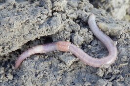 Rosa-pigmentierter flachgrabender Regenwurm.
