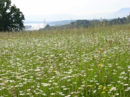 Blumenwiese an einem See mit Gebirgskulisse