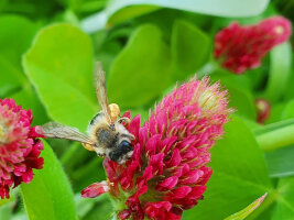Biene auf Kleeblüte.