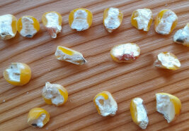 Aufgeschnittene Maiskörner auf einer Tischplatte. 