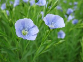 Zart blau blühende Blume