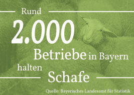 Rund 2000 Betriebe in Bayern halten Schafe.