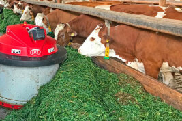 Kühe im Stall fressen Grünfutter.