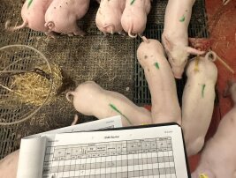 Ferkel mit langen Schwänzen im Stall