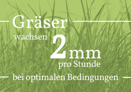 Grafik: Gräser wachsen 2 mm pro Stunde bei optimalen Bedingungen.
