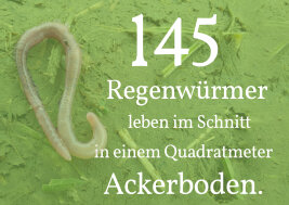 Grafik mit dem Schriftzug: 145 Regenwürmer leben im Schnitt in einem Quadratmeter Ackerboden