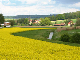 Rapsfeld, Randstreifen, Bach vor Ortschaft und blauem Himmel.