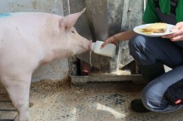 Schwein mit Molke und Teller mit Käse.