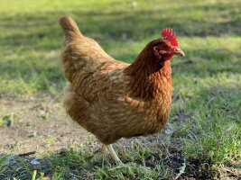 Ein braunes Huhn auf einem Grasboden.