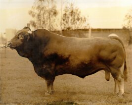 Ein Gelbviehbulle, der 1969 geboren wurde. 
