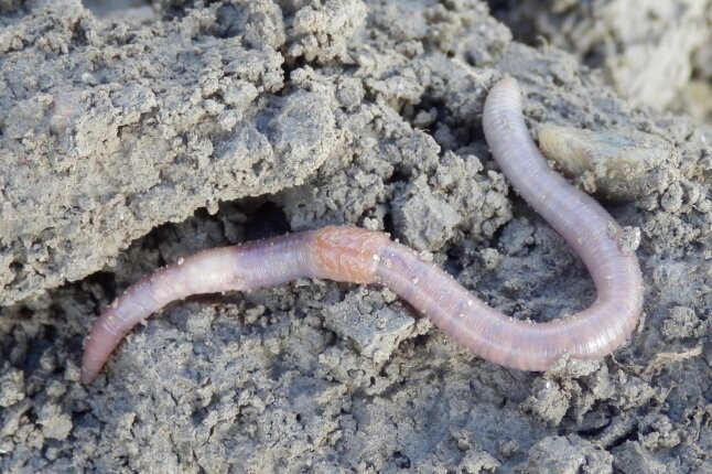 Rosa-pigmentierter flachgrabender Regenwurm.
