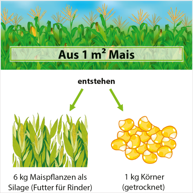 Zeichnung Maispflanzen+Maiskörner