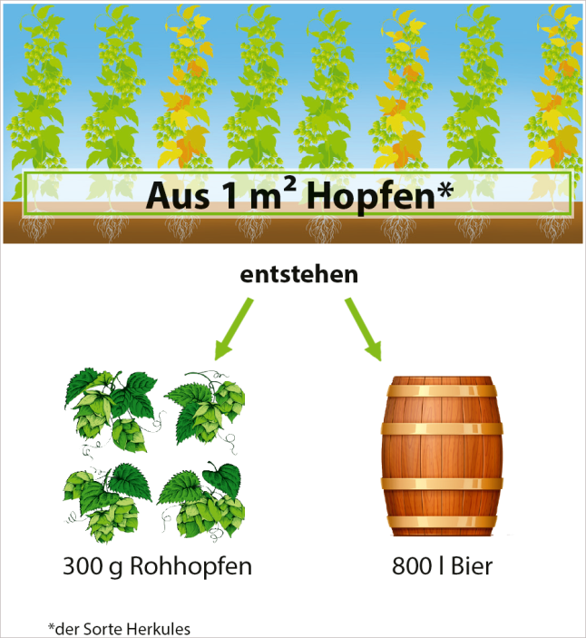 Zeichnung von Hopfen und Bierfass