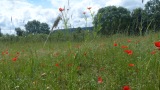 Ackerwildkraut-Siegerwiese mit Klatschmohn