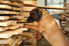ALB-Spürhund Yoda bei der Untersuchung von Holzstapeln