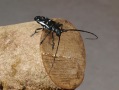 schwarzer Käfer mit langen Fühlern sitzt auf einem Baumstamm