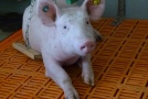 Schweinemobil bietet Einblick in moderne Haltung