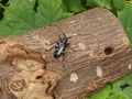 ALB-Käfer auf einem Baumstamm mit Löchern