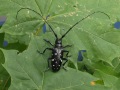 Käfer auf Ahornblättern