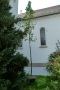 KLeiner Ahorn als Fangbaum vor der Kirche stehend