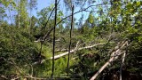 Forstfläche in Waldperlach mit teilweise liegenden Bäumen, nach Sturm Niklas