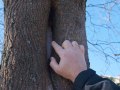 Mann zeigt mit Finger auf eine Baumhöhle