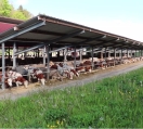 Kühe im offenen Stall