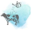 Zeichnung einer Kuh, die von einer Gießkanne begossen wird