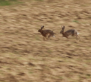 zwei springende Hasen im Feld