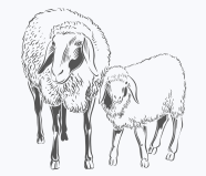 Zeichnung eines Mama-Schafes mit Baby-Schaf