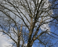 Baumkrone eines vom ALB befallenen Baumes im Kelheimer Hafen (Foto Dr. Lemme, LWF)
