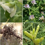 Collage aus verschiedenen Eiweißpflanzen