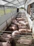 Zu sehen sind Schweine im Auslauf, dessen Überdachung einen lichten Sonnenschutz bietet.