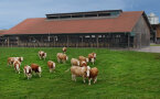 Mehrere Kühe stehen auf einer Weide vor einem Stall. 