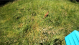 Ein Kitz läuft über eine Grasfläche.