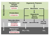 Vereinfachtes Schema der anaeroben Vergärung mit Abbau der organischen Substanz über Hydrolyse/Acidogenese, Sekundärfermentation (Intermediärmetabolismus) und Methanogenese zu Biogas