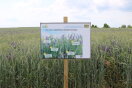 Das Foto zeigt die Beschilderung einer Fläche mit Leguminosen-Getreide-Gemenge