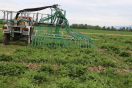 Ein kleiner roter Traktor fährt mit einem Parzellengüllefass mit Schleppschlauchverteiler neben einer Versuchsparzelle, die mit Durchwachsener Silphie bewachsen ist, und bringt dort flüssigen Gärrest aus.